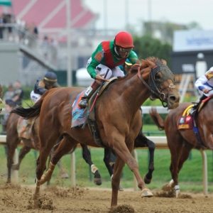 Kentucky Derby Winner Animal Kingdom