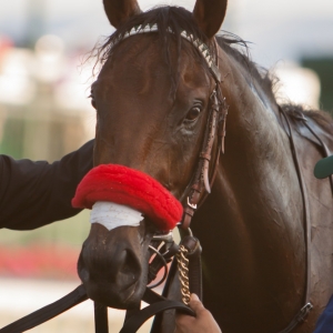 Nyquist, Kentucky Derby winner