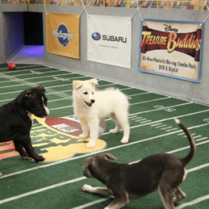 Puppy Bowl