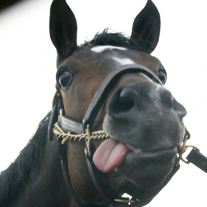 Belmont Stakes winner Racjel Alexandra.