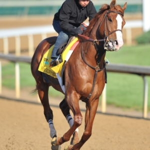 Shackleford, Preakness Stakes Winner