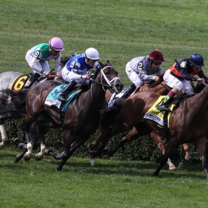 Tepin, racehorse