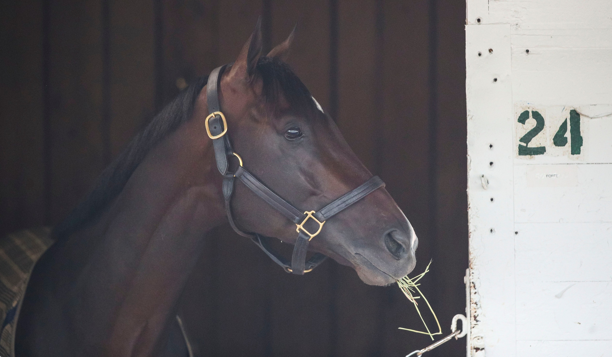 Forte odds to win the Kentucky Derby
