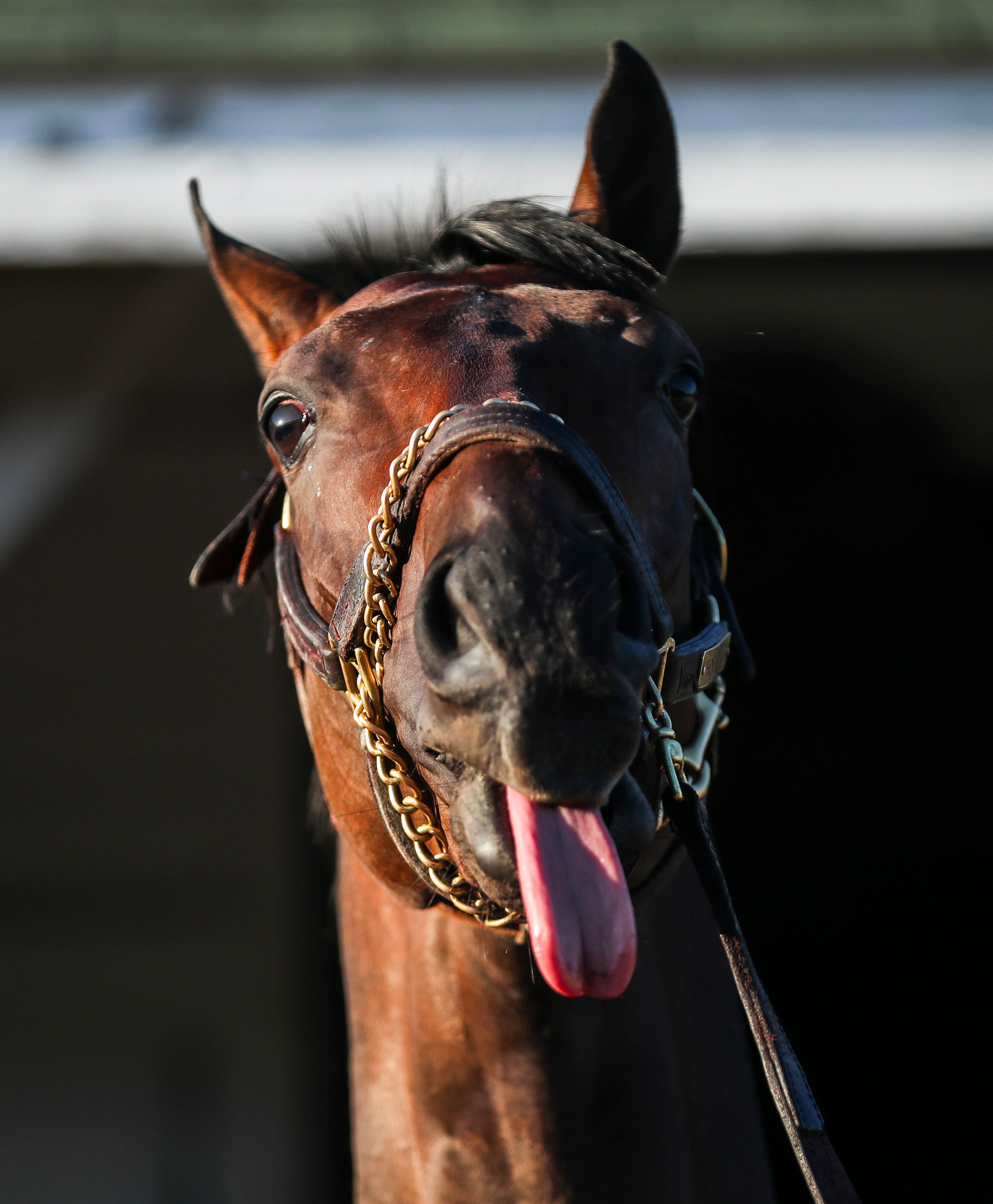 Honor Marie odds to win the Kentucky Derby