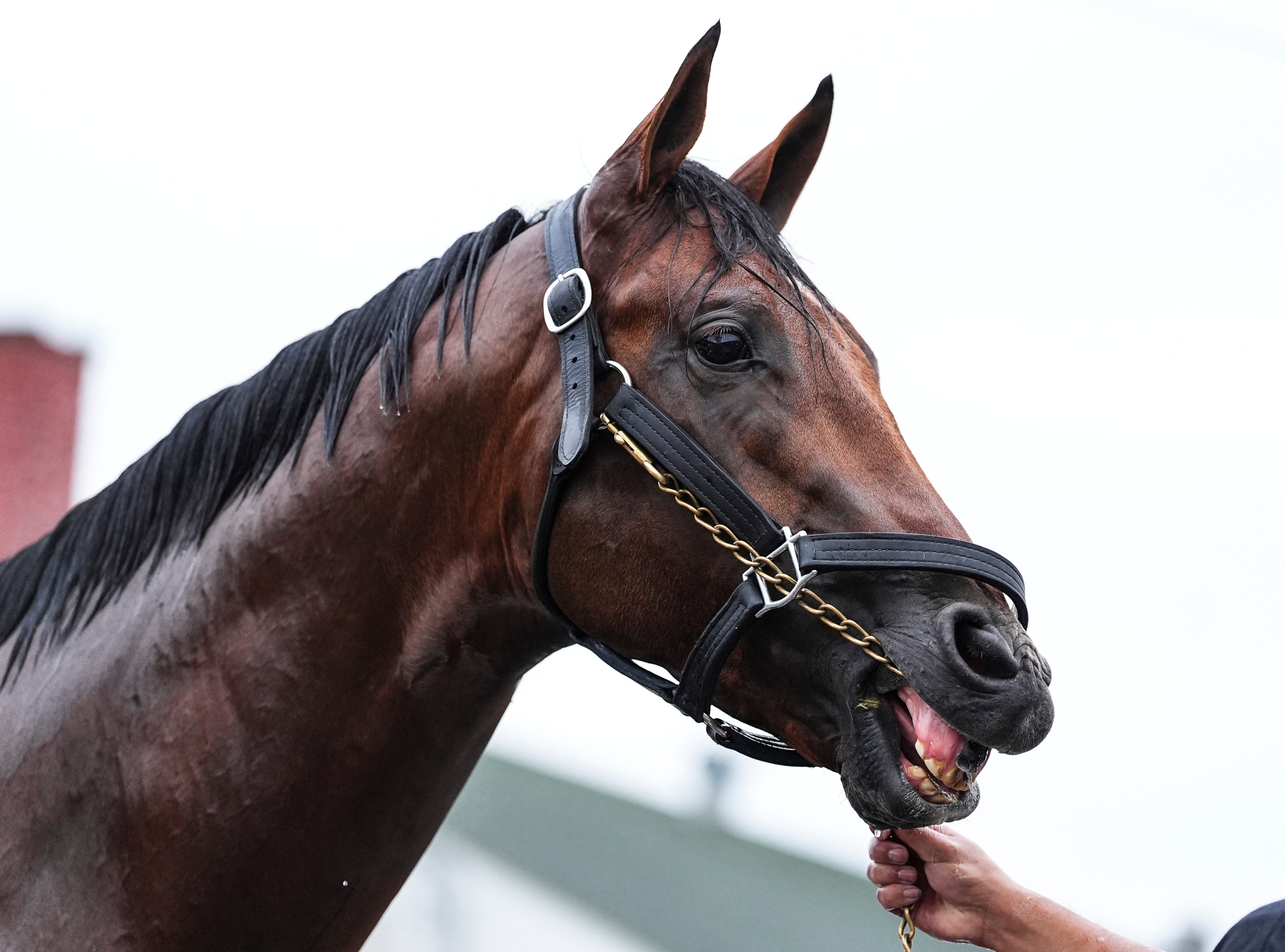 Kentucky Derby horse numbers Citizen Bull