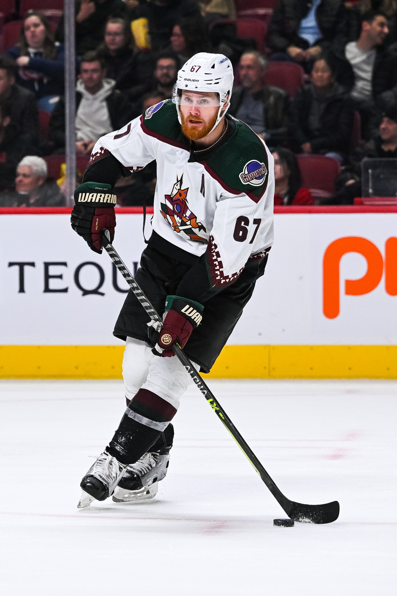 nhl picks Lawson Crouse Arizona Coyotes predictions best bet odds