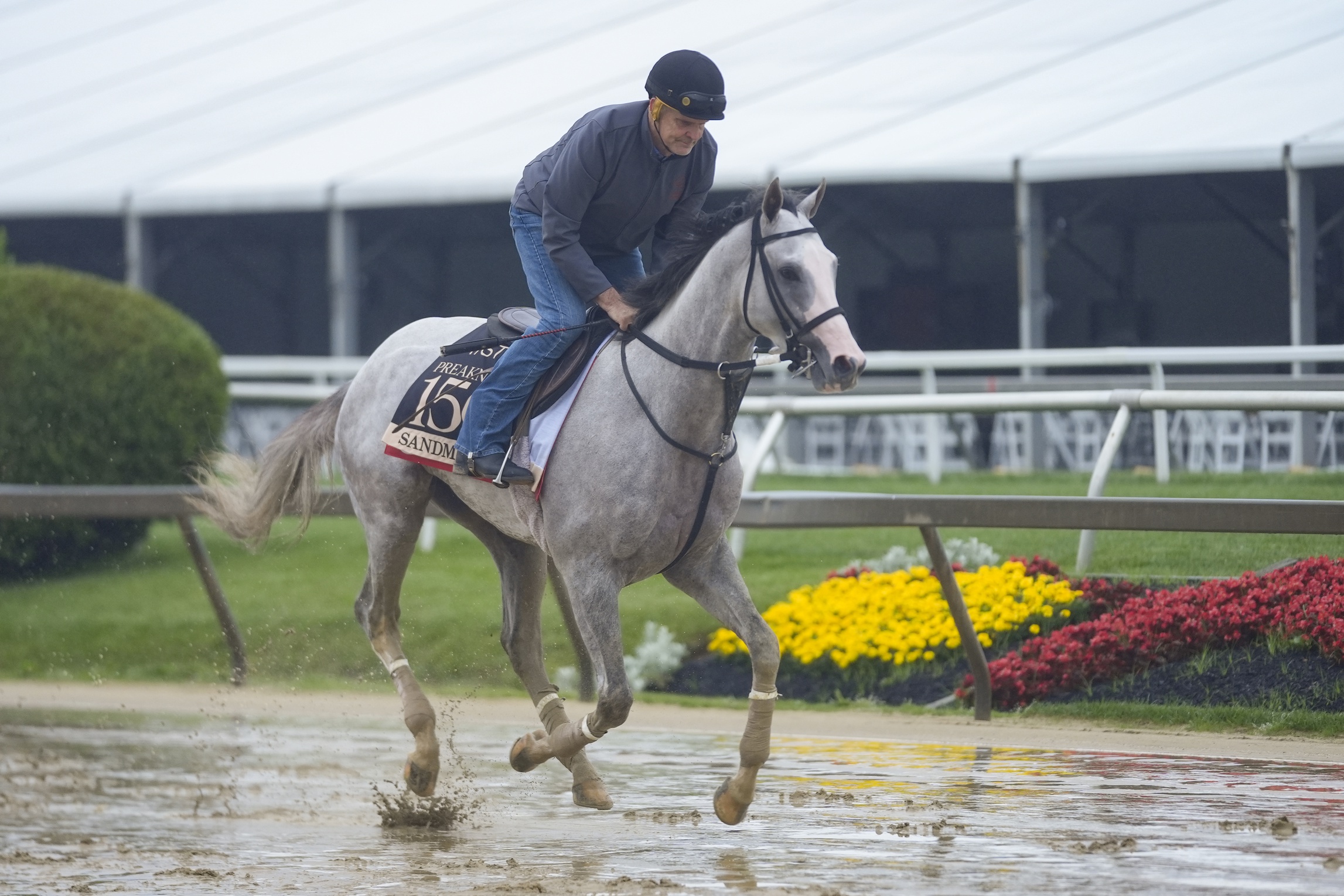 Preakness Stakes longshots Sandman