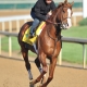 Shackleford, Preakness Stakes Contender