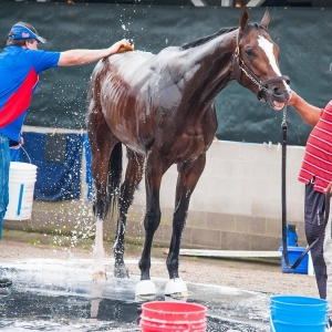 Kentucky Derby entrant Bodemeister