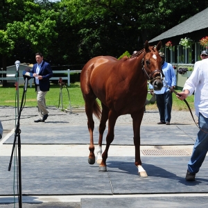 I'll Have Another, a horse