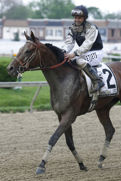 Kentucky Derby Winner Mine That Bird.