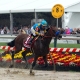 American Pharoah, racehorse