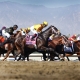 Beholder, racehorse