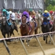 Belmont Stakes betting trends