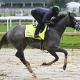 Belmont Stakes long shots Barber Road