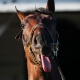 Honor Marie odds to win the Kentucky Derby