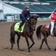 Horses that can win the Kentucky Derby Luxor Cafe