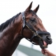 Kentucky Derby horse numbers Citizen Bull