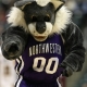 northwestern mascot