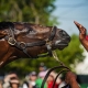 Kentucky Derby contender Orb