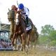 Shackleford, the 2011 Preakness Stakes winner