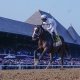 Best trifecta bets for the Belmont Stakes