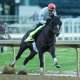 Chief Wallabee odds to win the Kentucky Derby