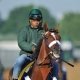 Kentucky Derby entrant Mucho Macho Man