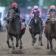 Preakness Stakes betting trends