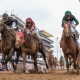 Preakness Stakes betting trends