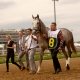 Preakness Stakes contenders Mage