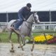 Preakness Stakes longshots Sandman